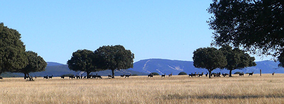 Dehesa sylvopastoral ecosystem