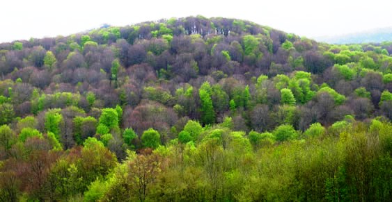 Mediterranean forest