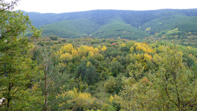 Mediterranean forest