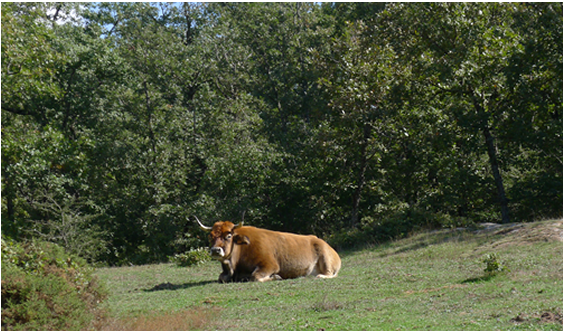 Grazing patch in a Quercus Pyrenaica forest in Alava, Spain